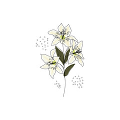 Lily flower in continuous line drawing and coloring. Modern minimalist line art. Vector illustration.