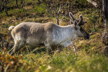 Caribou (large north american deer) at dawn from the Mont Ernest Laforce hiking trail in Gaspesie National Park (Quebec, Canada)