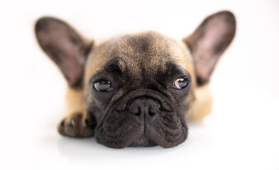 A cute french bulldog puppy