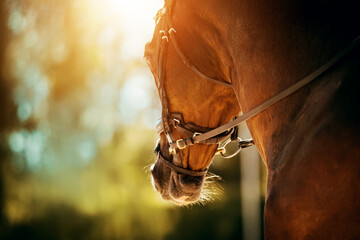 Portrait of a beautiful bay horse with a bridle on its muzzle on a sunny summer day. Equestrian...