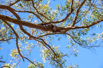 View from below of eucalyptus on a branch of which lies a marsupial koala hugging the trunk of a tree. Australia. Merging from the trunks high above on the eucalyptus lies the koala