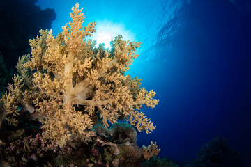 Fototapeta na wymiar Wide Angle Photo of Reef
