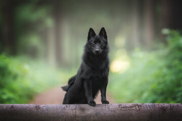 A black schipperke puppy with a fluffy tail and shining eyes standing with his front paws on a log on a path in a dawn forest