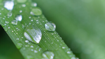 grass with rain drops macro. fresh green leaves. Morning dew, after the rain, the sun shines on the leaves.