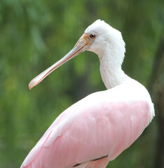 beautiful roseate spoonbill from profile