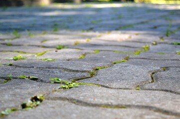 Obraz premium the sidewalk is made of gray paving stone