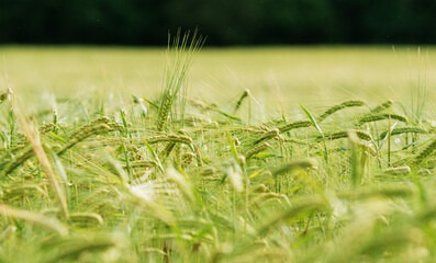 Agricultural field with ripe wheat