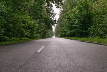 Paved road in a green forest