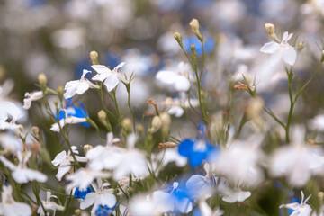 forget me not flowers