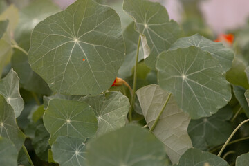 holly berries on a branch