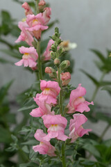 pink and white flower
