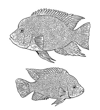 Texas cichlid for coloring. Colorful fish templates. Coloring book for children and adults.	
