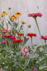 red and yellow flower