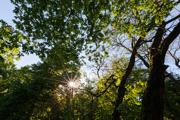 Fototapeta premium foliage of the trees is illuminated by bright sunlight