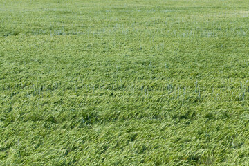 Obraz premium rye field with green unripe rye spikelets