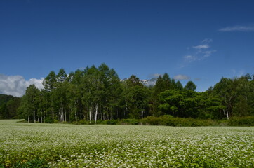 Obraz premium 開田高原青い空と白い雲とそばの花