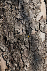 the structure of the tree bark