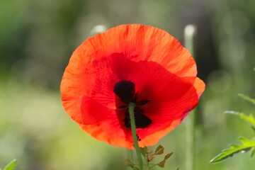 Close-up (macro shot) of a poppy flower in sunlight on a a natural blurry green garden background, selective focus
