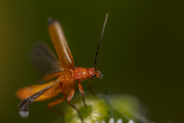 macro shot of a fly