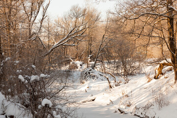deciduous trees covered with snow