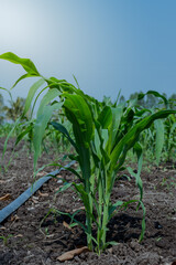 Fototapeta premium Young green corn plant.Weed control in corn crops, young maize plants rows in cultivated field.a selective focus picture of organic young corn field at agriculture farm.