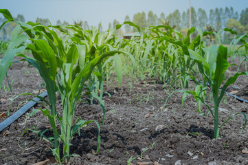 Young green corn plant.Weed control in corn crops, young maize plants rows in cultivated field.a selective focus picture of organic young corn field at agriculture farm.