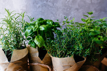 Assorted fresh herbs growing in pots, outdoors in the garden in a close up view on leafy green...