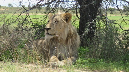 Lion