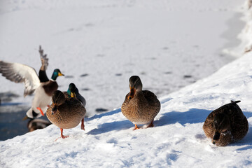 ducks live in the city near the river, in winter they are fed by people