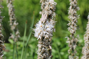 Close-up of a white asphodelus blossom (Lat. Asphodelus albus) 
