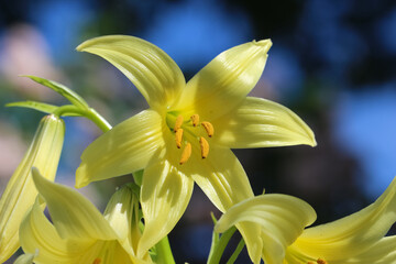Close-up of a yellow lily flower against a bright blue sky (lat. Lilium kesselringianum)