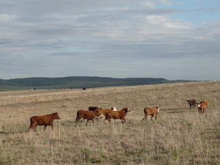 cows in the field