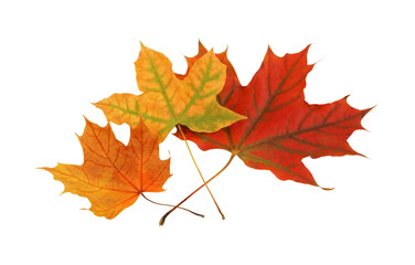 Three autumn maple leaves isolated on white.