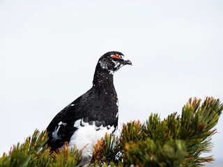 ライチョウ雄(rock ptarmigan)