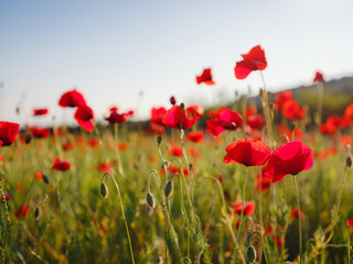 Naklejka premium Poppy meadow in the light of the setting sun