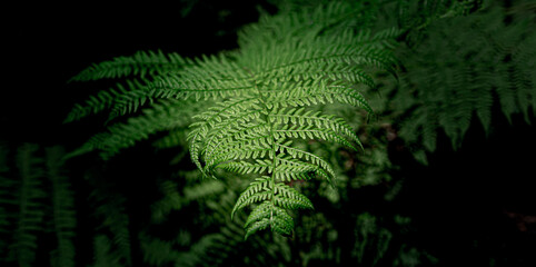 Natural green leaf fern in the forest. Macro close up.