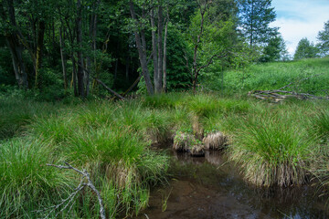 Overgrown water in the swamp. Swamp in the forest. Green forest lake overgrown with duckweed.