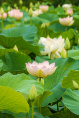 Fototapeta premium 蓮の花