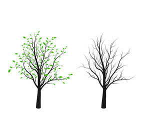 Obraz premium Tree silhouette with green leaves and without isolated on white background. Vector