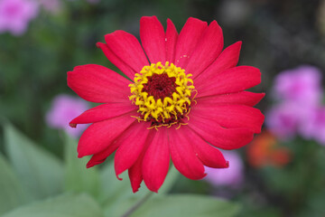 Obraz premium Red paper flowers with yellow pistils and their florets on white and green background isolated with clipping path. Close up. For Nature design.