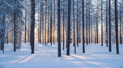 Beautiful winter view of forest with tall white frosty trees on northern destination, scenery of wonderland destination in Riisitunturi national park