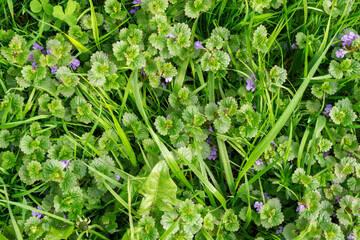 Juicy summer greens in rich color, solid carpet of leaves, natural backdrop for eco-friendly project