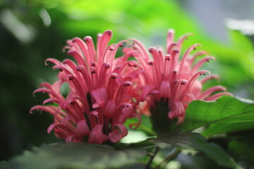 pink and yellow flower