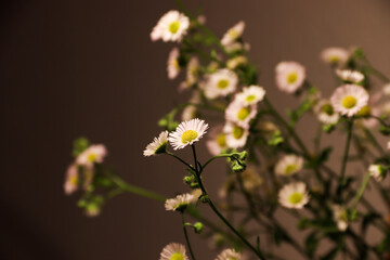 Lifestyle cosy bouquet of flowers (chamomile/camomile) in our sustainable world in spring or summer