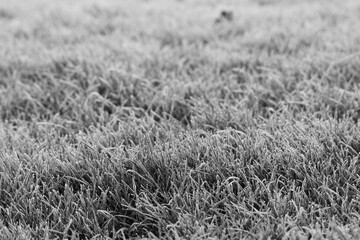 Frost
