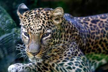 The jaguar (Panthera onca) is a large felid species and the only living member of the genus Panthera native to the Americas.  © ariwid