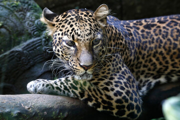 Fototapeta na wymiar The jaguar (Panthera onca) is a large felid species and the only living member of the genus Panthera native to the Americas. 