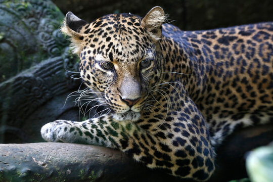 The jaguar (Panthera onca) is a large felid species and the only living member of the genus Panthera native to the Americas. 