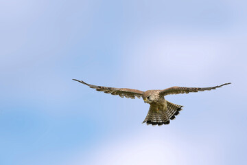 falcon in fligth