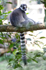 The ring-tailed lemur (Lemur catta) is a large strepsirrhine primate and the most recognized lemur due to its long, black and white ringed tail. It belongs to Lemuridae, one of five lemur families